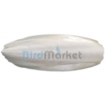 Kόκκαλο Σουπιάς 16-18cm ( 3 Tεμ.)